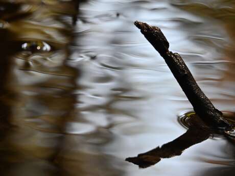 Festival Allevard en images : Concours photo