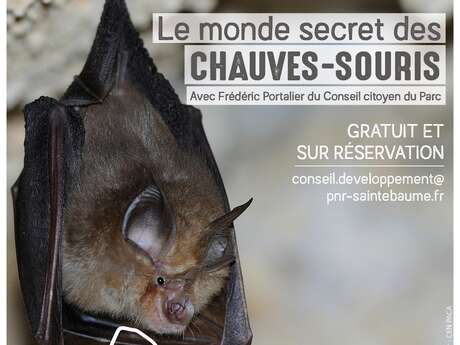 #RDVduParc • Le monde secret des chauves-souris