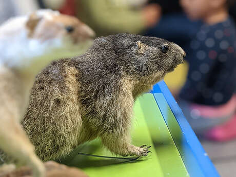 Atelier : Animaux de montagne poursuivis par le changement climatique