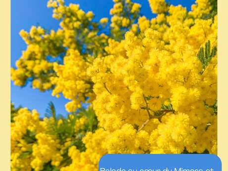 Fleurs d'hiver : mimosas et autres plantes remarquables - Balade accompagnée