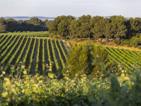 Balade en VTTAE dans les vignes à Figuière