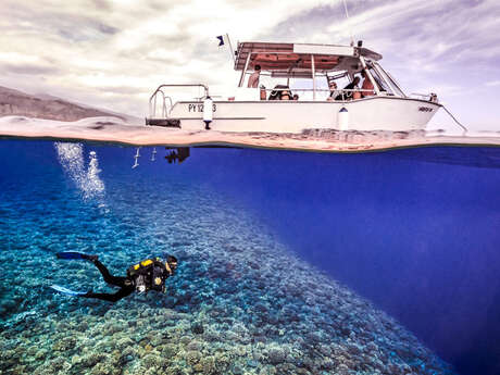 Activiseas Tahiti - Whale watching tour