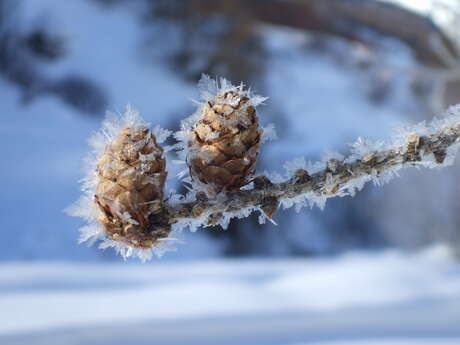 Journée découverte : « Dans la magie de la forêt hivernale » - Au sens de nos pas