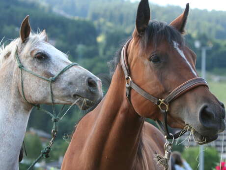 Randonnée équestre et soirée grillades