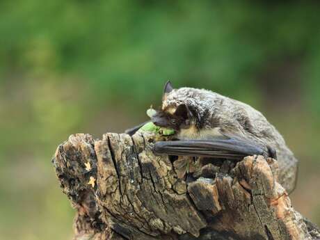Soirée à la découverte des chauves-souris des Hautes-Alpes