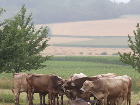 GAEC le champ de Rome