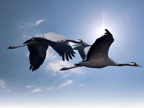 Le lever des grues cendrées