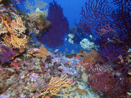 Écran nature : Habitants et habitats sous-marins