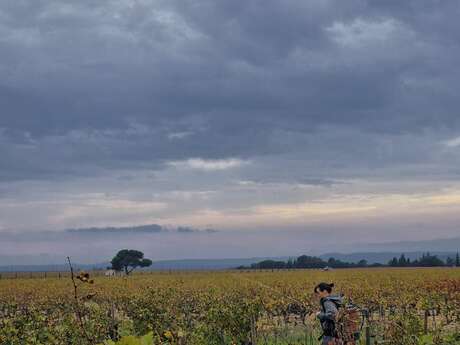 Domaine Elodie Jaume