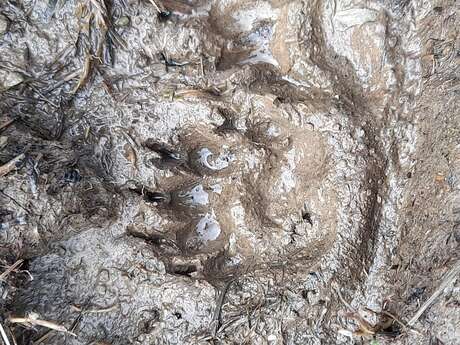 Animal tracks and signs - hiking
