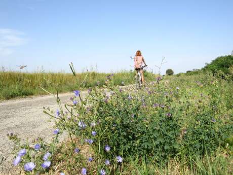 ARLES - Le marais d'Albaron à Saliers à vélo