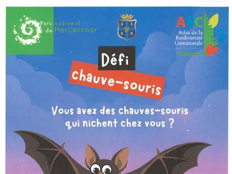 Découverte et observation de la Chauve Souris