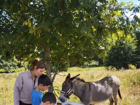 Treasure hunt with a donkey