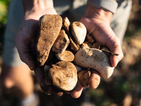 Visite du vignoble et de la cave - Domaine Gramiller