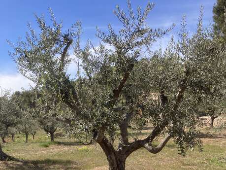 Conservatoire botanique national méditerranéen de Porquerolles