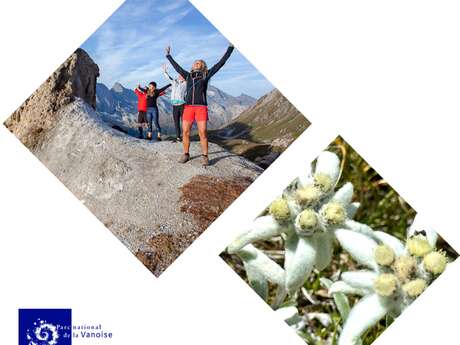 Botanical and zen wellness walk