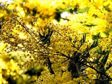 Randonnée : Quand les mimosas sont en fleurs au Vallon de la Gaillarde