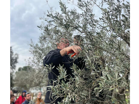 Initiation à la taille des oliviers