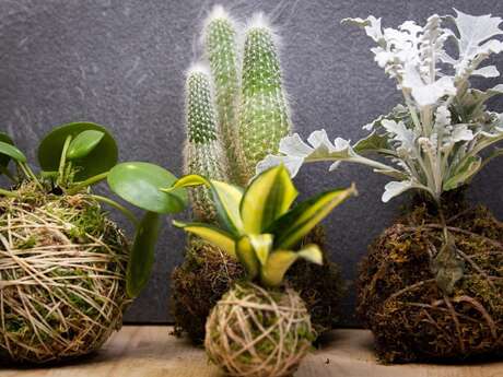 Atelier - Création de Kokedama