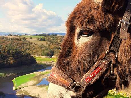 Balades et randonnées avec des ânesses