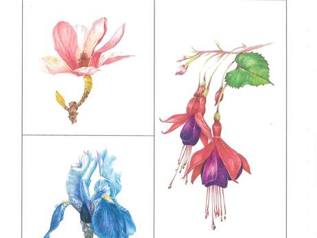Stage d'aquarelle botanique avec Stéphanie Henao Stage d'aquarelle botanique avec Stéphanie Henao