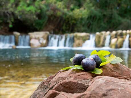 Photo-safari : objectif Solliès-Pont
