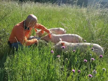 Visit a pig farming outdoors