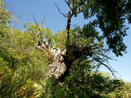 Le grand-père Châtaignier