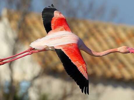 Camargue et Alpilles : le triangle d'or de la biodiversité