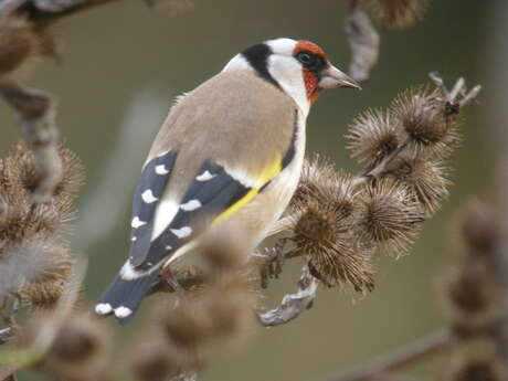 Oiseaux des mangeoires