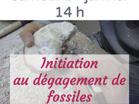Atelier d'initiation au dégagement de fossiles