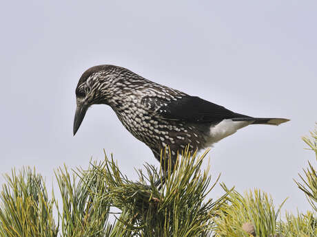 Découverte des oiseaux d'altitude
