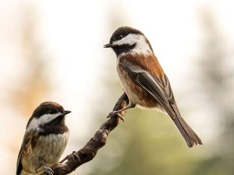 Meeting point : The birds of Pardigon