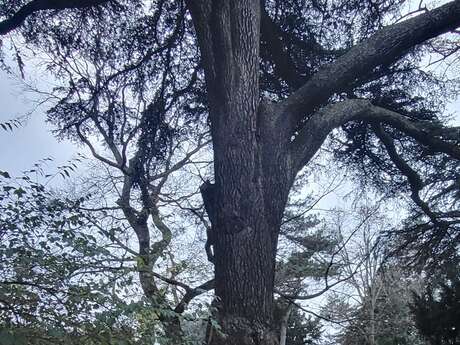 Patrimoine en lecture " il restera l'arbre "