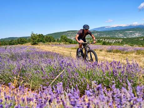 SAINT-CHRISTOL D'ALBION - Les lavandes de Ballagros à VTT