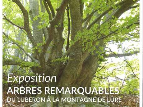 Exposition "Arbres remarquables du Luberon à la montagne de Lure"