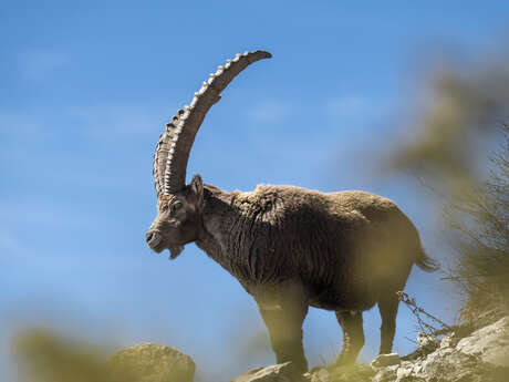 Les Dimanches du Sauze : Sortie avec accompagnateur en montagne - Randonnée sur la terre des bouquetins