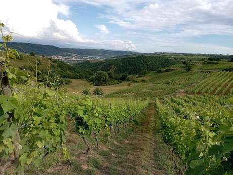Rando Wine au Domaine Duclot