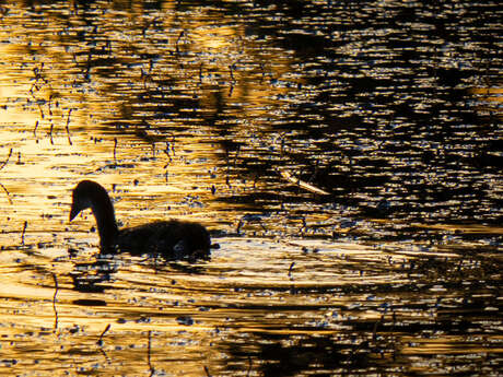 Veillée nature : Miroir, Ô mon Miroir