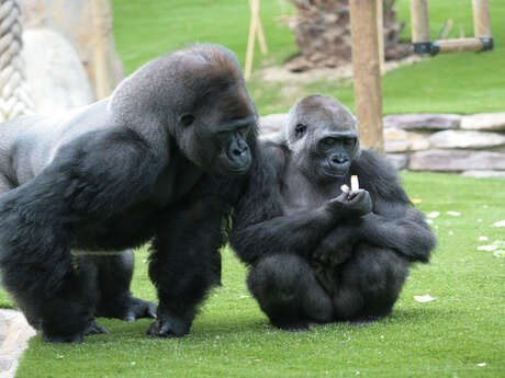 Espace Zoologique de Saint-Martin-la-Plaine