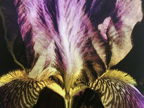 FLEUR eine Ausstellung von Yuliia Kryvytska und Peter Woodburn