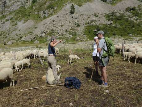 Rdv en alpage : biodiversité et pastoralisme