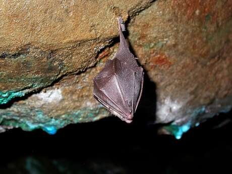 HALLOWEEN à travers la nature