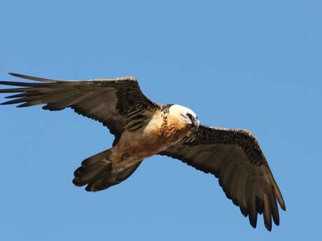 Animation "Champions, les rapaces !"