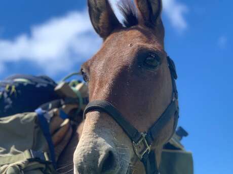 Walk with a donkey