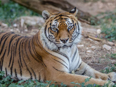 Téléphérique du Mont Faron aller-retour avec entrée du parc animalier