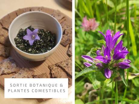 Randonnée à la découverte des plantes comestibles d'altitude