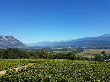 Randonnée Bellecombette à la rencontre des vignobles