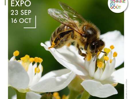 Exposition À la rencontre des Abeilles