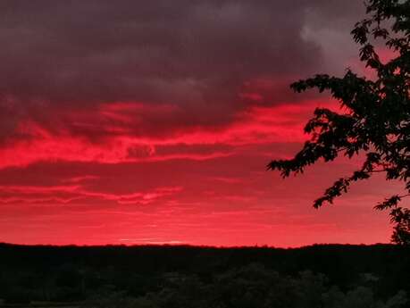La Vie la Nuit en forêt de Tronçais